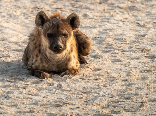 Preview: Solitary hyena pondering its surroundings.