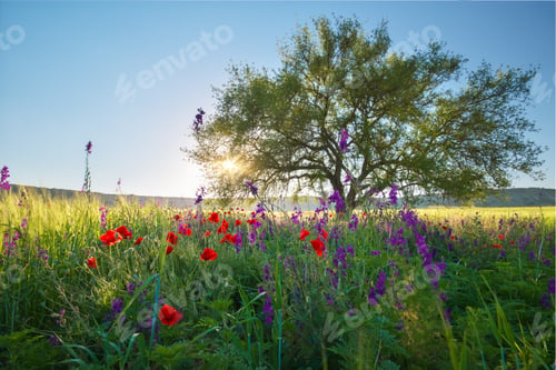 Preview: Tree and spring flowers in mountain meadow at the sunset.