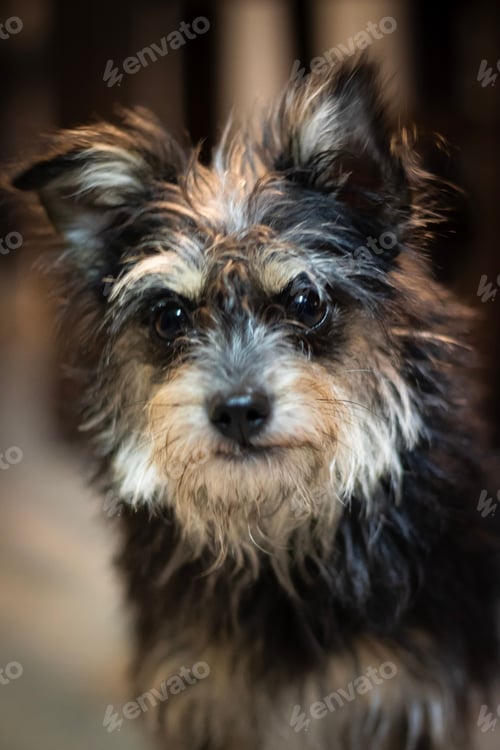 Preview: Shot of a black and grey Chorkie puppy