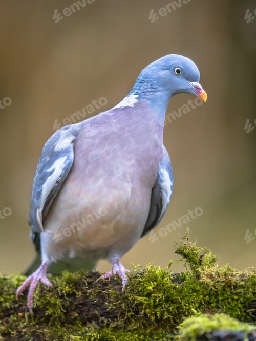Preview: Wood pigeon on mossy branch