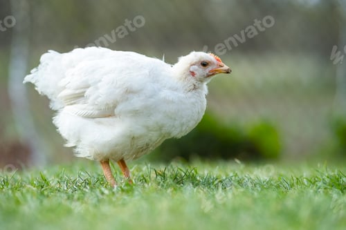 Preview: Hen feed on traditional rural barnyard. Close up of chicken standing on barn yard