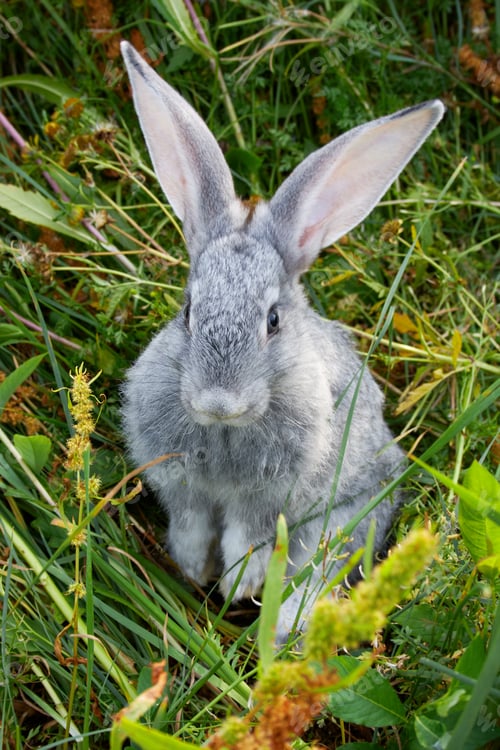 Preview: Adorable bunny