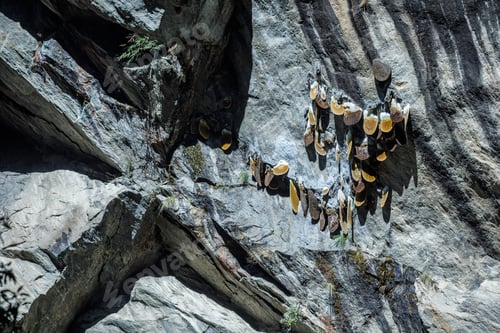 Preview: Wild Himalayan Honeycombs on Mountain Cliff in Nepal Unique Bees and Natural Honey in Wilderness