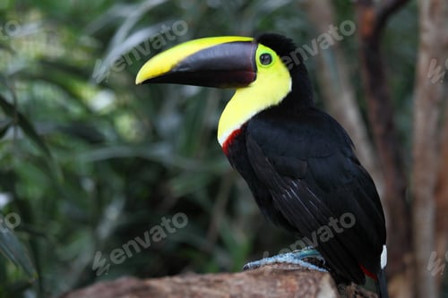 Preview: Closeup shot of a yellow-throated toucan perched on a tree branch in a rainforest