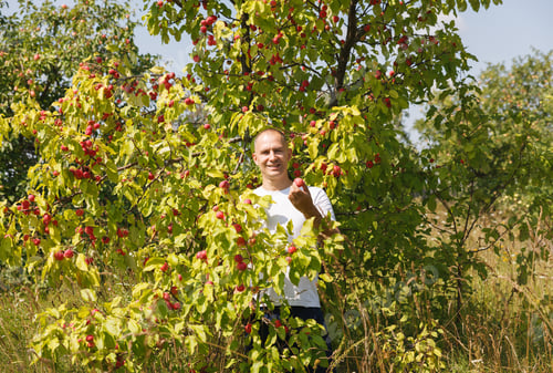 Preview: Happy Man Farmer In Garden Of Apple Tree