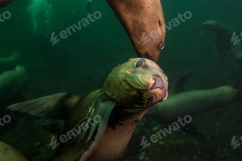 Preview: Sea Lion Swimming underwater in Pacific Ocean