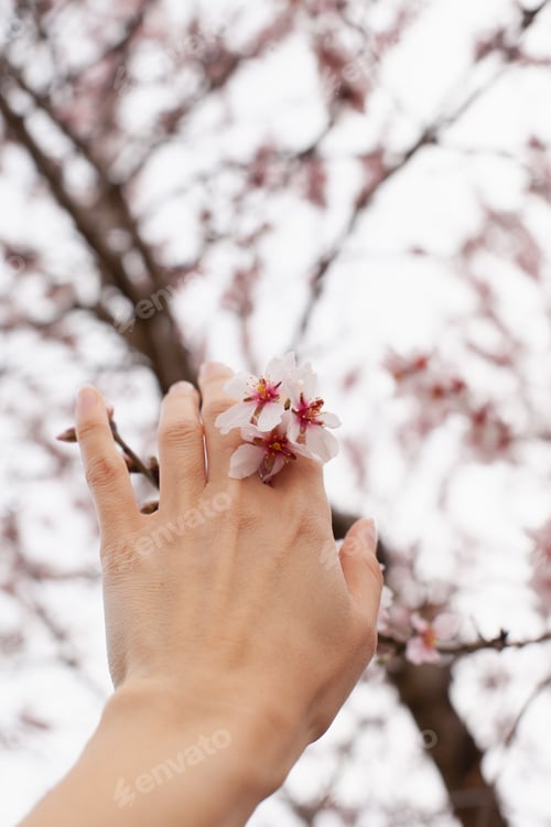 Preview: hand with almond blossoms blooming in spring closeup