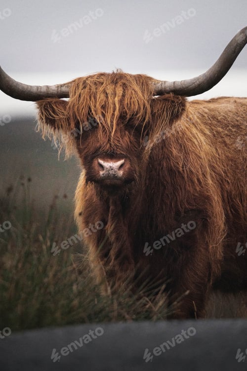 Preview: Closeup of hairy Scottish Highland Cattle