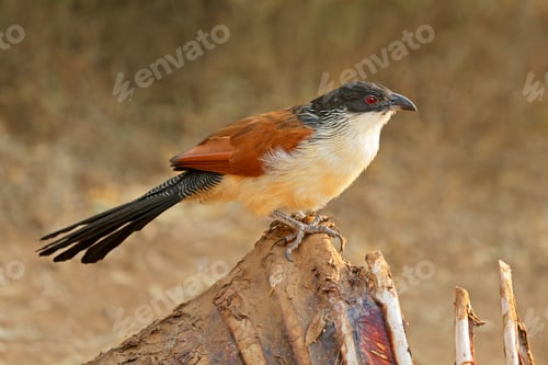 Preview: Burchells coucal perched on a carcass