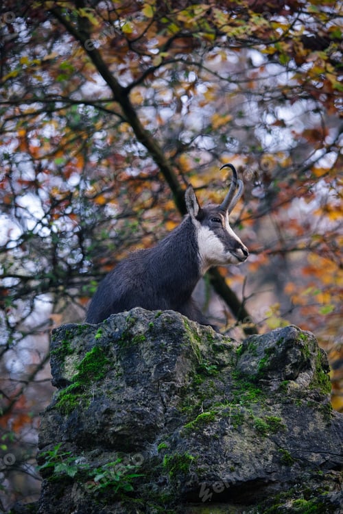 Preview: Antelope perched atop a rocky outcropping with its majestic horns illuminated by the warm light