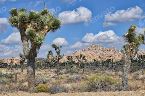 Preview: Beautiful desert scene. Joshua trees at the Joshua tree national forest in Southern California