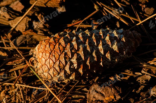 Preview: pine cone fallen on the ground