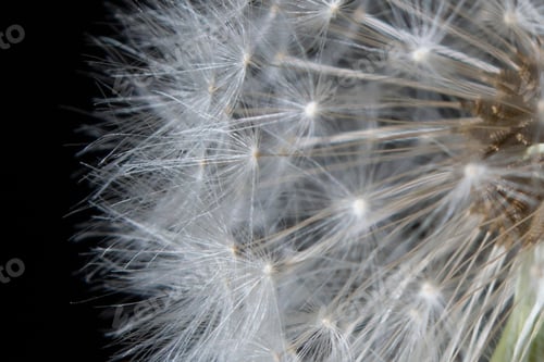 Preview: Dandelion Seed Head Macro on Black Background