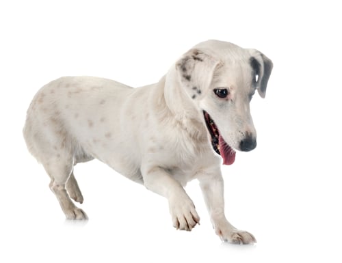 Preview: jack russel terrier