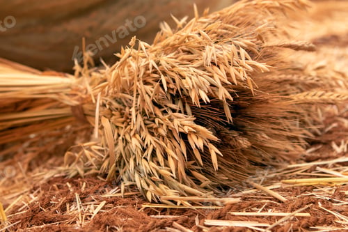 Preview: cut sheaf of grain crops. natural beige background