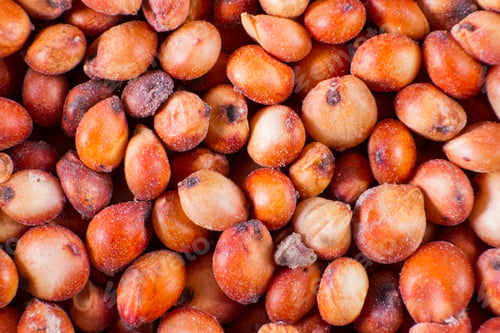 Preview: Sorghum grains seen up close