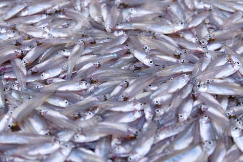 Preview: Background of the raw small fish