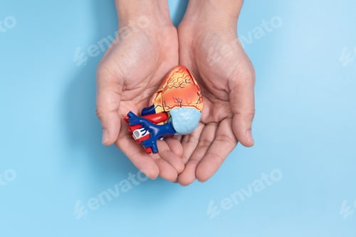 Preview: Man hands holding heart model