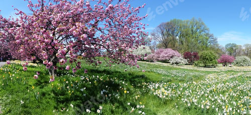 Preview: Blossoming garden in New York City in spring, wide panorama