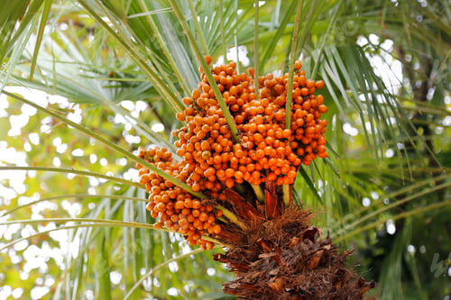 Preview: Palm tree with bright orange fruits