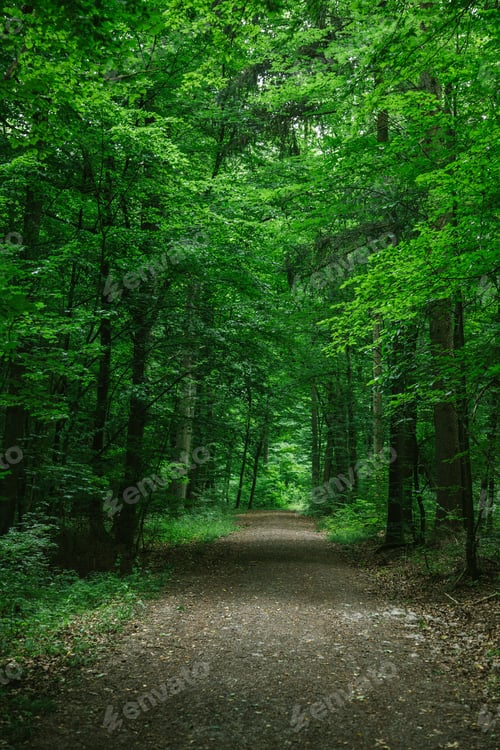 Preview: rural road in green beautiful forest in Wurzburg, Germany