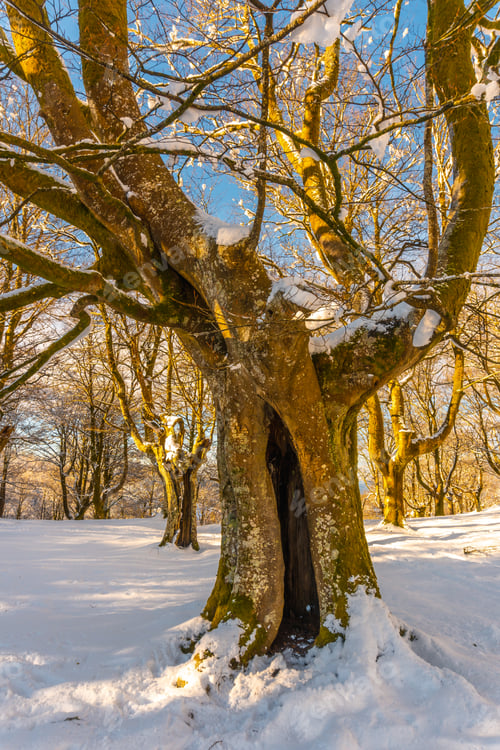 Preview: Snowy forest in the town of Oiartzun in Peñas de Aya, Gipuzkoa. Basque Country