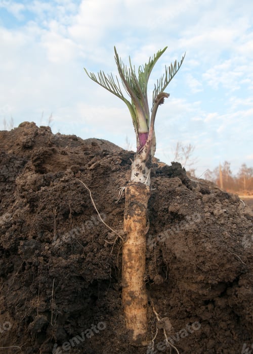 Preview: horseradish