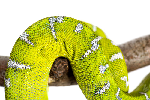 Preview: Macro shot of a vivid green Adult Emerald tree boa, skin with intricate scale patterns
