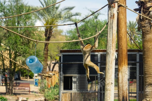 Preview: Monkey hanging from two ropes between trees