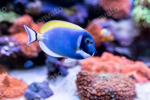 Vista previa: Acanthurus leucosternon in Home Coral reef aquarium. Selective focus.