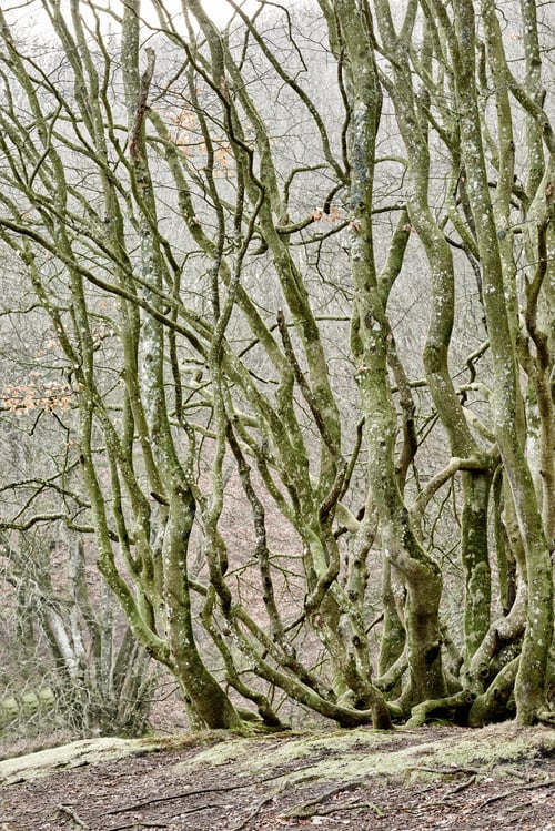 Preview: Hardwood forest tree