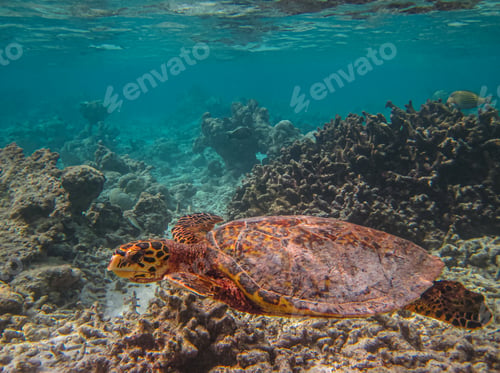 Preview: Hawksbill Turtle - Eretmochelys imbricata floats under water.