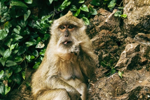 Preview: Adult macaque monkey sitting on rock in tropical forest.