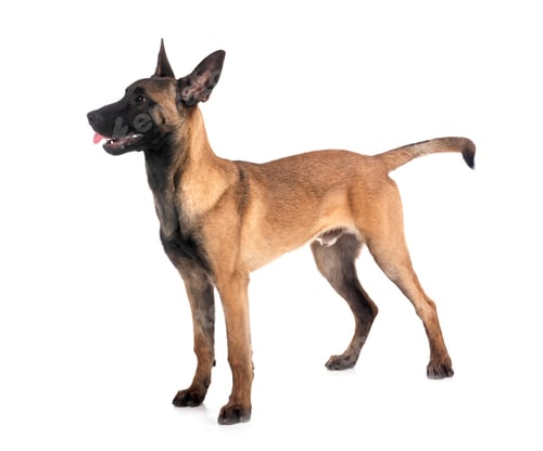 Preview: young malinois in studio