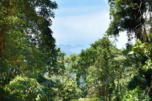 Preview: Majestic beauty