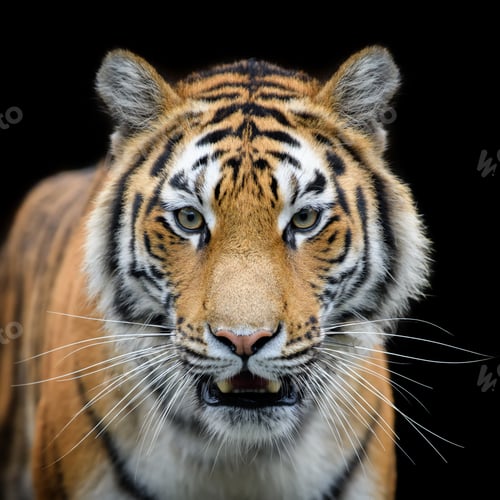 Preview: Close-up detail portrait of big Siberian or Amur tiger on black background
