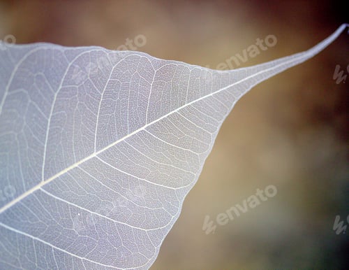 Preview: Leaf skeleton. Macro image