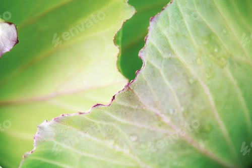 Preview: Leaves cabbage with surface