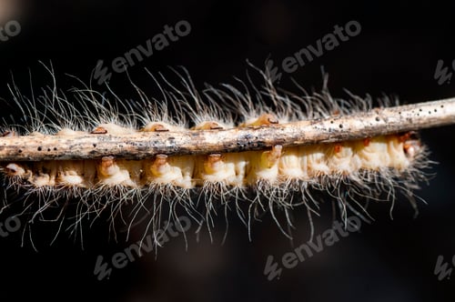 Preview: Caterpillar on plant branch in forest