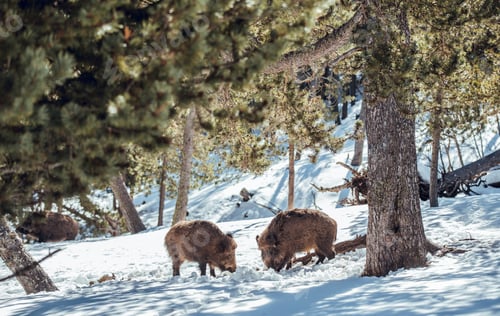 Preview: Boars pasturing between trees and snow
