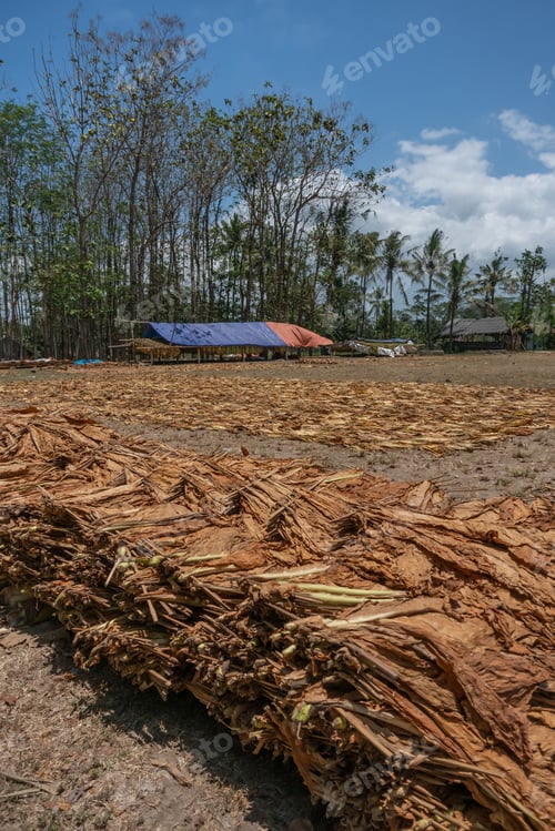 Preview: Drying tobacco leaves on the floor