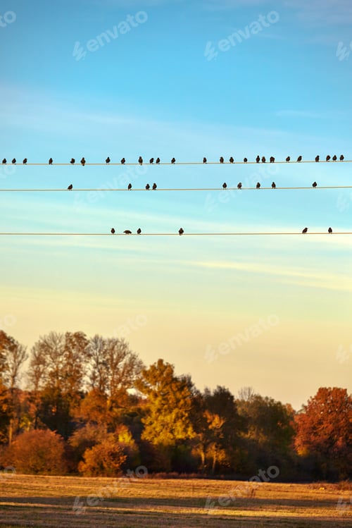 Preview: Birds Silhouetted on Power Lines at Sunset