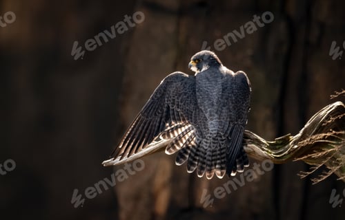 Preview: A Peregrine Falcon on a Branch