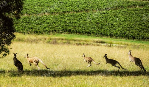 Preview: Kangaroos on the run