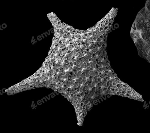 Preview: Intricate beauty of a foraminifera under the microscope