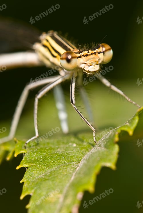 Preview: Female Damselfly