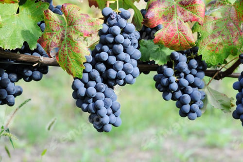 Preview: Ripe blue grape