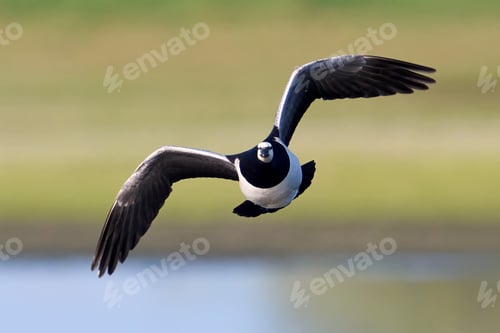 Preview: Barnacle goose (Branta leucopsis)