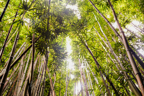 Preview: View of bamboo plantation