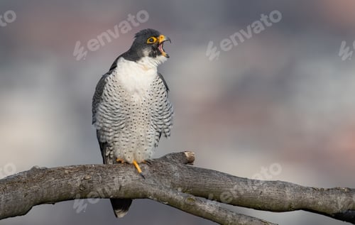 Preview: A Portrait of a Peregrine Falcon